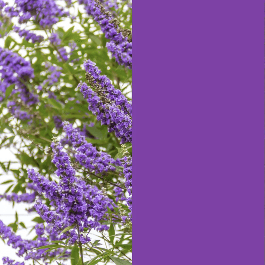 Solid rich purple color paired next to photo of vitex flowers, which are flowering stalks of the same purple color